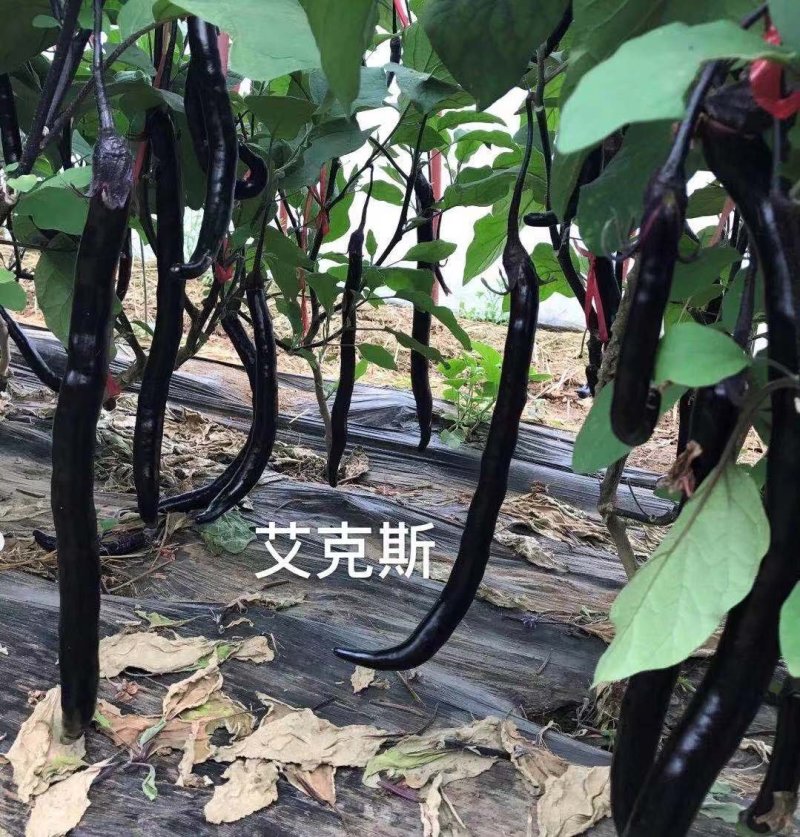 善高【艾克斯】杂交茄子种子早熟紫黑油亮无阴阳面高端茄子种