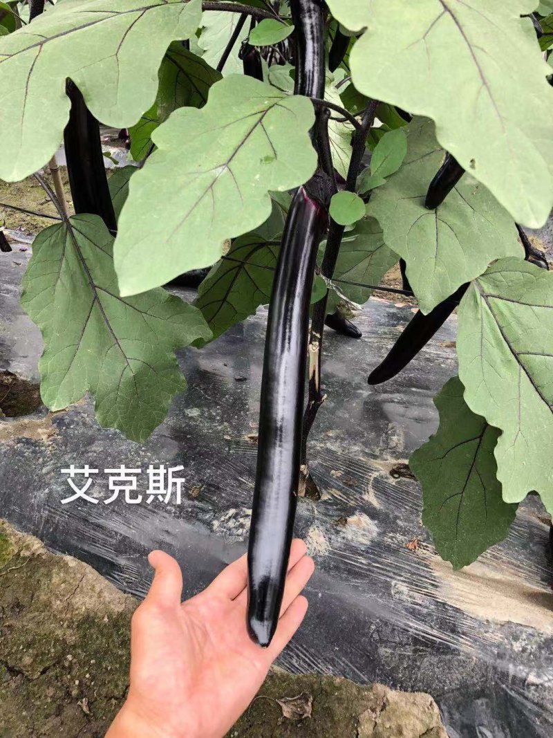 善高【艾克斯】杂交茄子种子早熟紫黑油亮无阴阳面高端茄子种