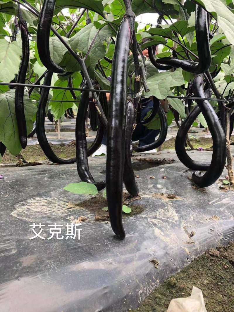 善高【艾克斯】杂交茄子种子早熟紫黑油亮无阴阳面高端茄子种