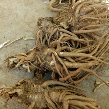 2019年鲜当归有50吨