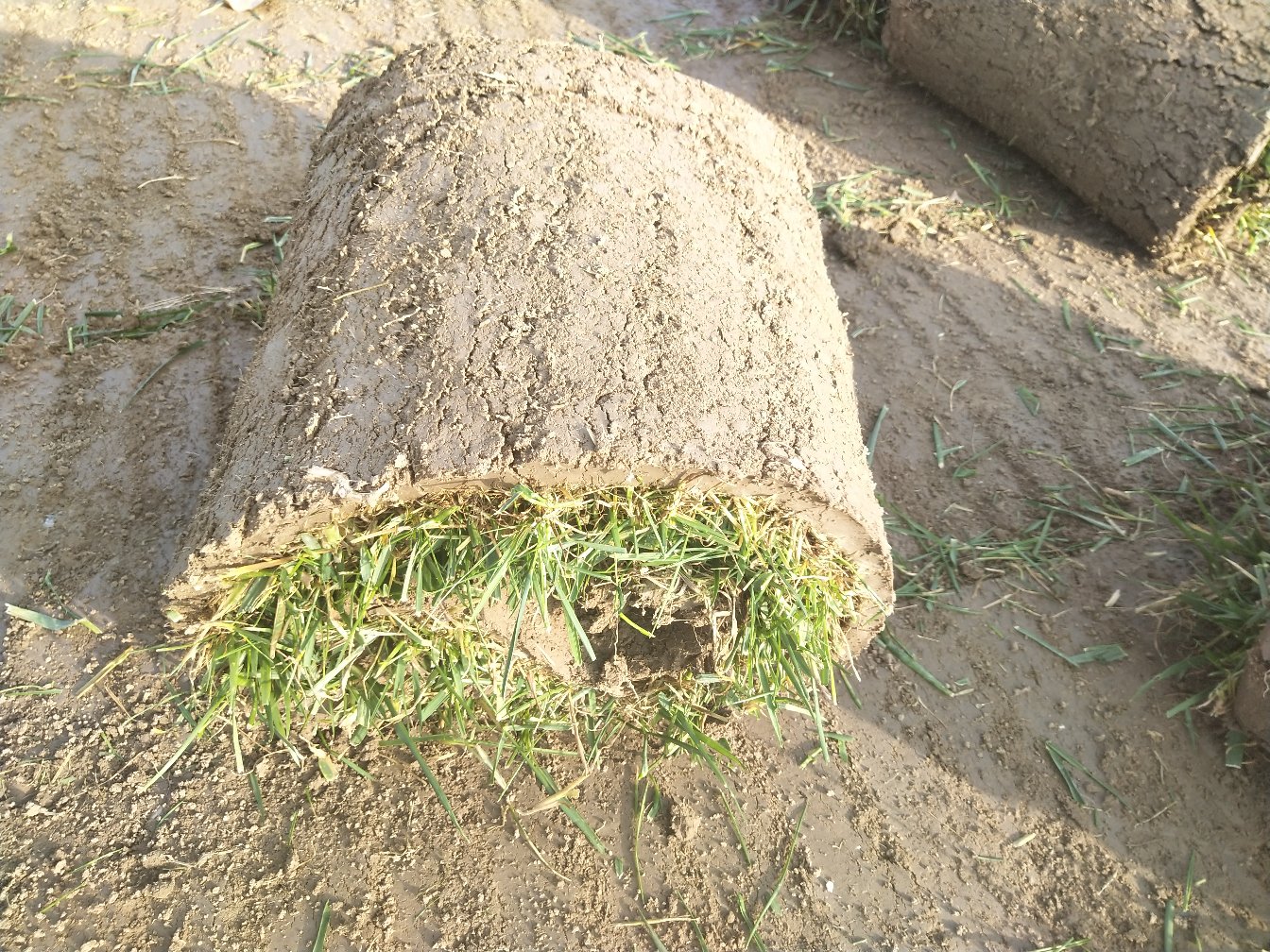 图片展示构树种植地杂草生长茂盛,急需进行除草处理 构树田间杂草生长情况