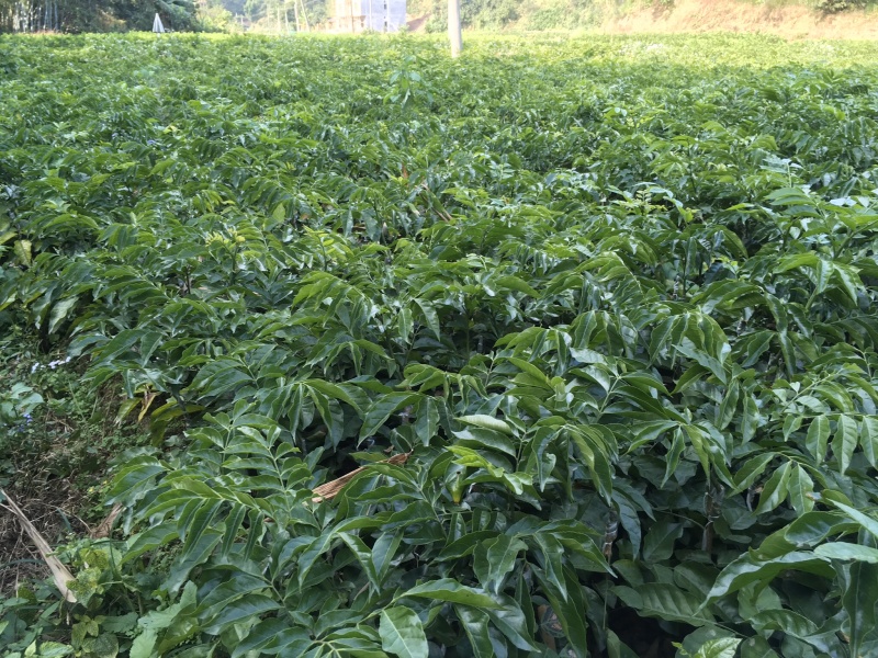 鸡心皮果苗、贵妃黄皮果苗、黑黄皮果苗紫肉黄皮果苗基地现货