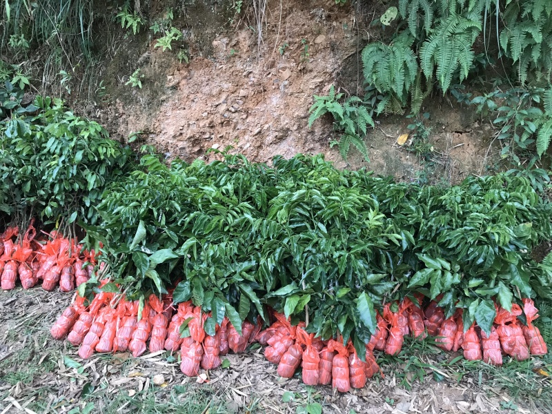 鸡心皮果苗、贵妃黄皮果苗、黑黄皮果苗紫肉黄皮果苗基地现货