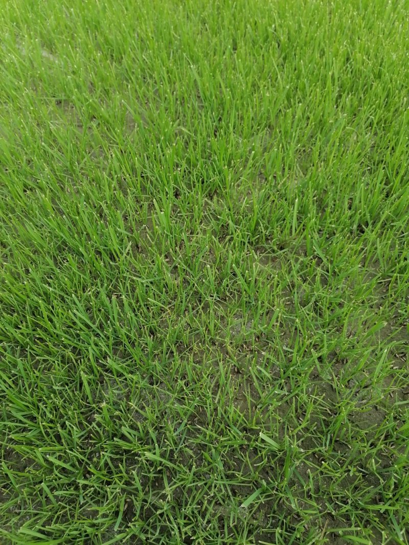 混波草出售（冷季型草坪）