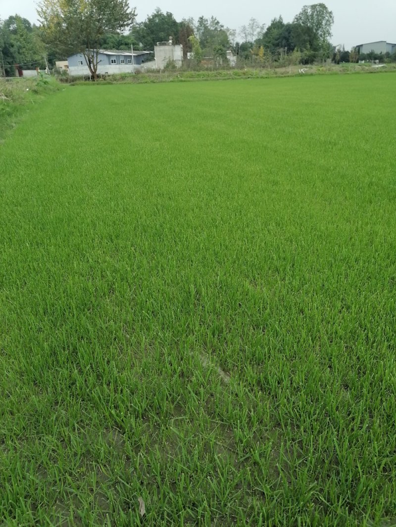 混波草出售（冷季型草坪）