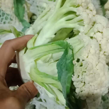代销有机花