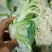 代销有机花