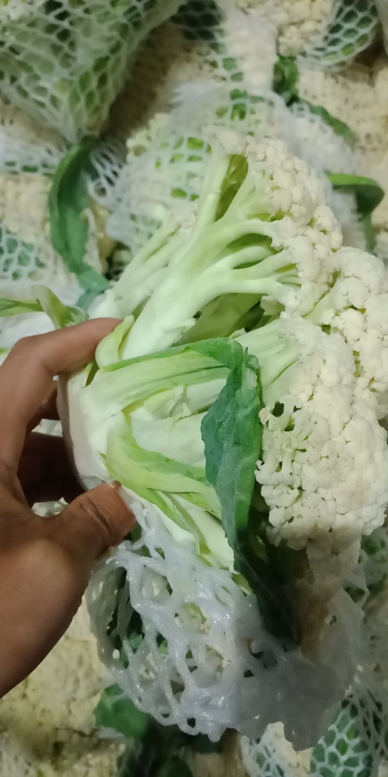 代销有机花