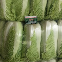 大白菜，北京三号，北京新三号白菜大量供应，质量保证净菜标