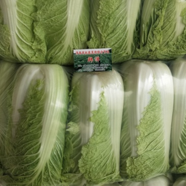 大白菜，北京三号，北京新三号白菜大量供应，质量保证净菜标