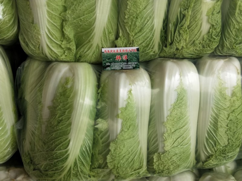 大白菜，北京三号，北京新三号白菜大量供应，质量保证净菜标