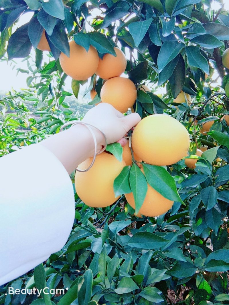 赣南脐橙
