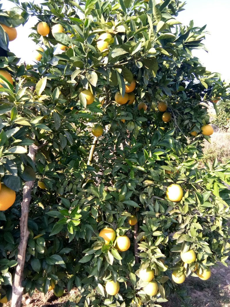 赣南脐橙
