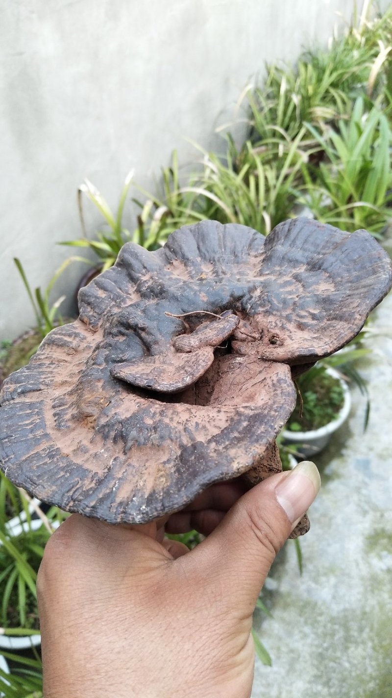 神秘湘西乌龙山野生灵芝