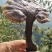 神秘湘西乌龙山野生灵芝