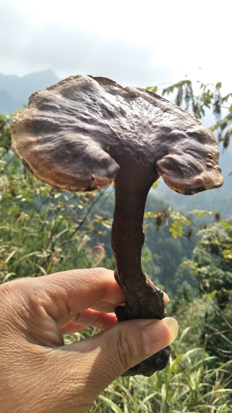 神秘湘西乌龙山野生灵芝
