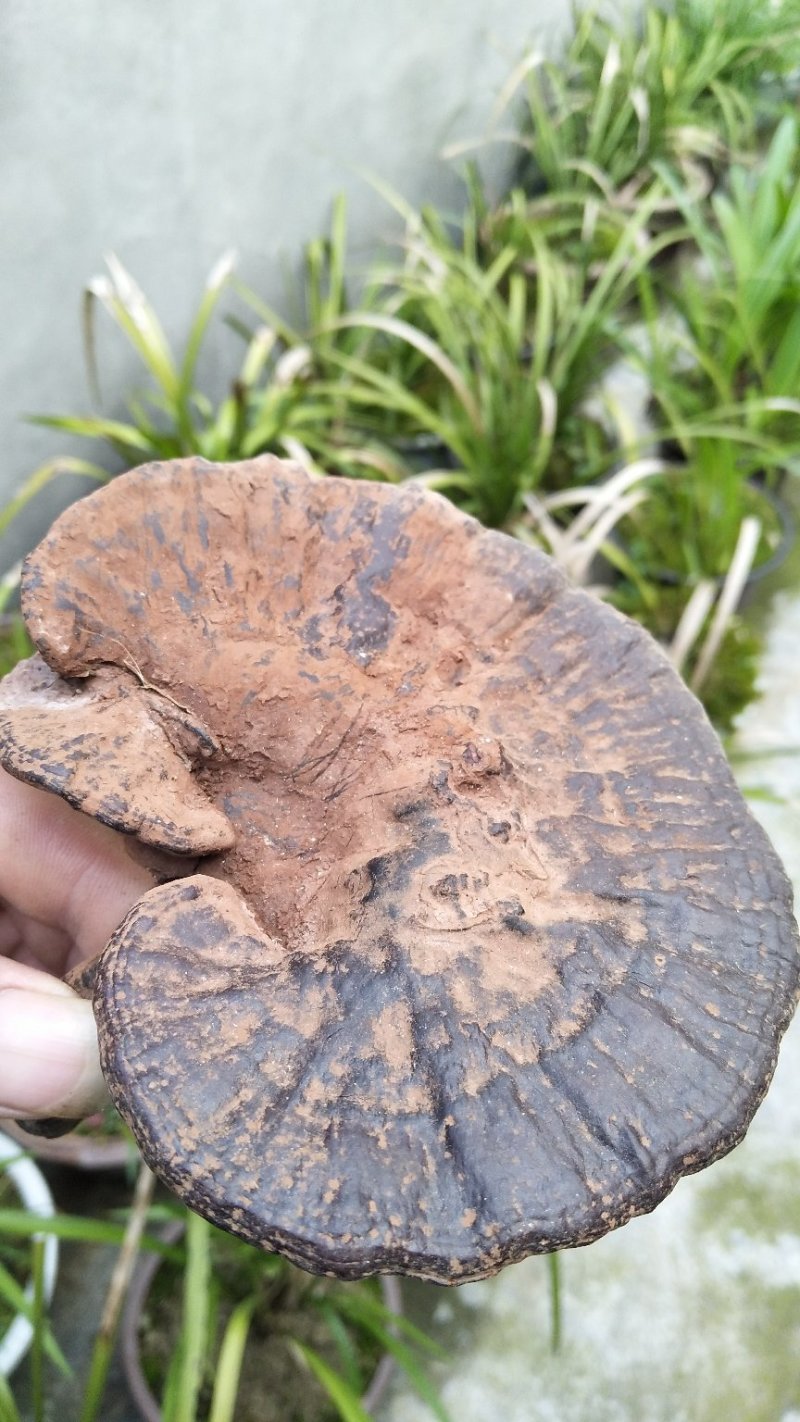 神秘湘西乌龙山野生灵芝