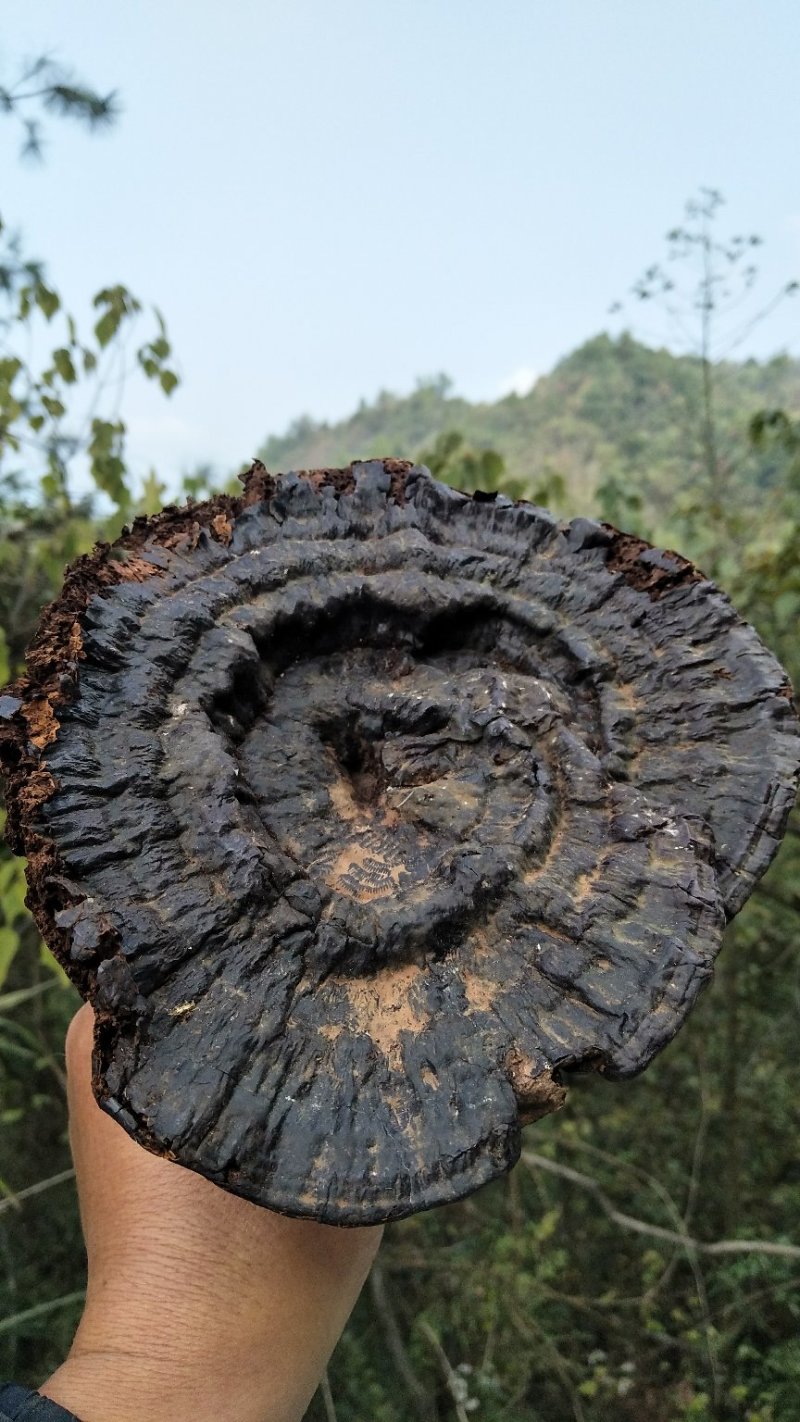神秘湘西乌龙山野生灵芝