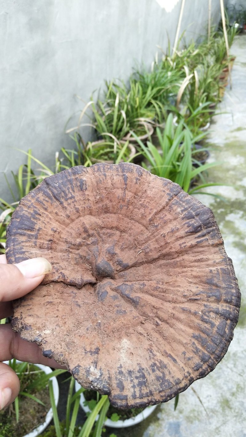 神秘湘西乌龙山野生灵芝