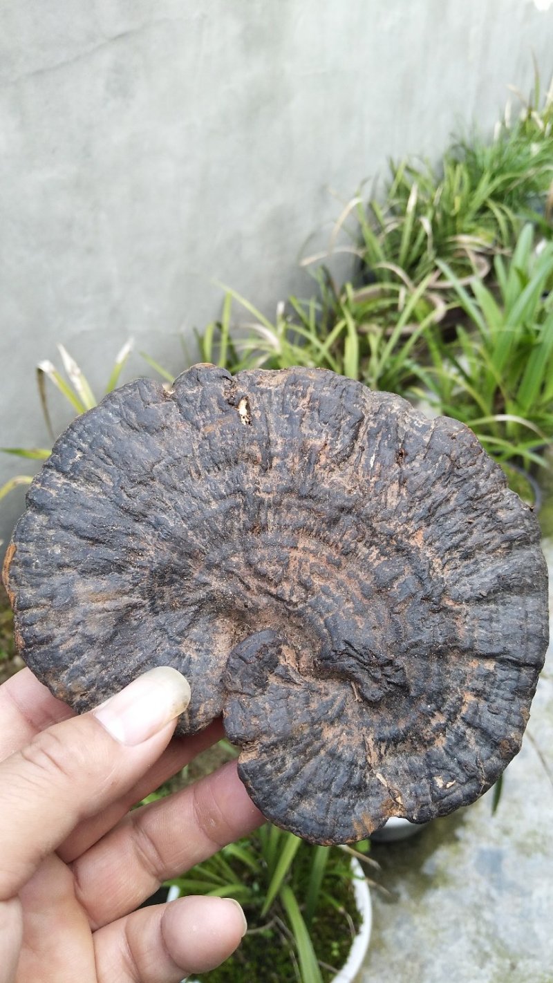 神秘湘西乌龙山野生灵芝