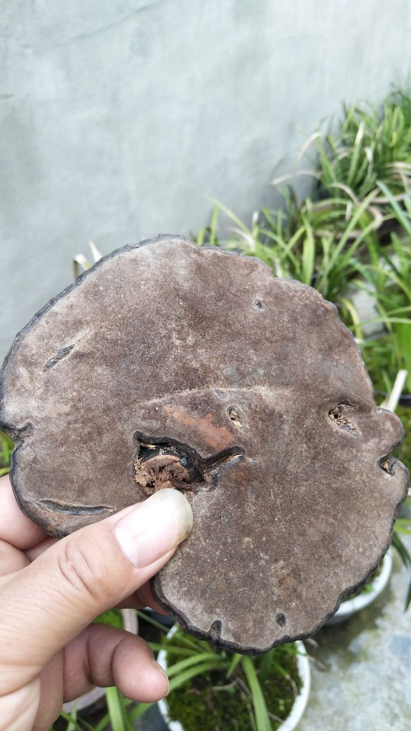 神秘湘西乌龙山野生灵芝