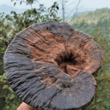 神秘湘西乌龙山野生灵芝
