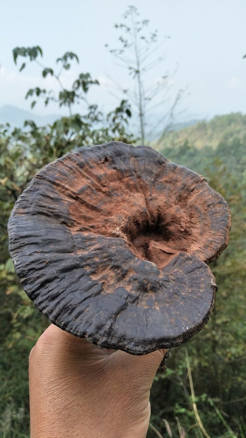 神秘湘西乌龙山野生灵芝