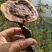 神秘湘西乌龙山野生灵芝