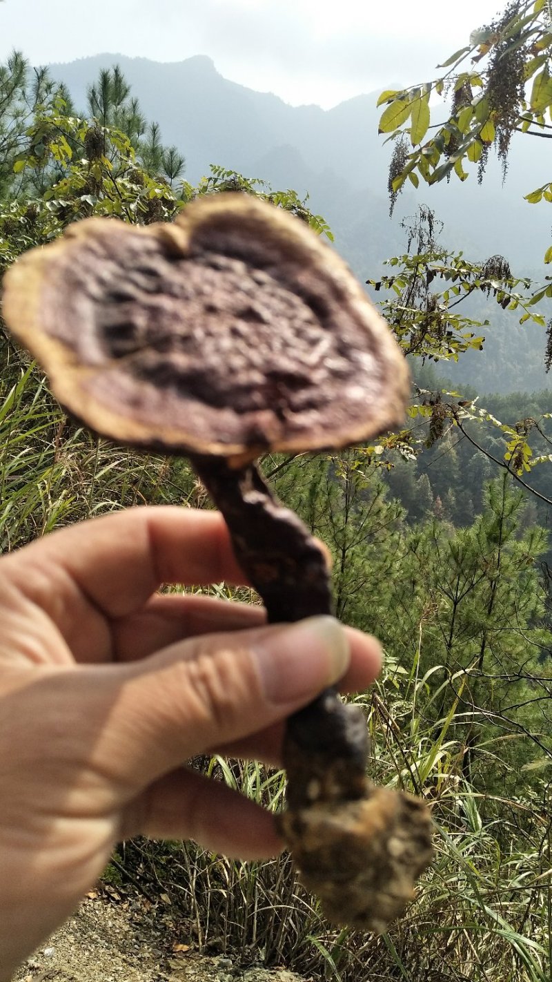 神秘湘西乌龙山野生灵芝