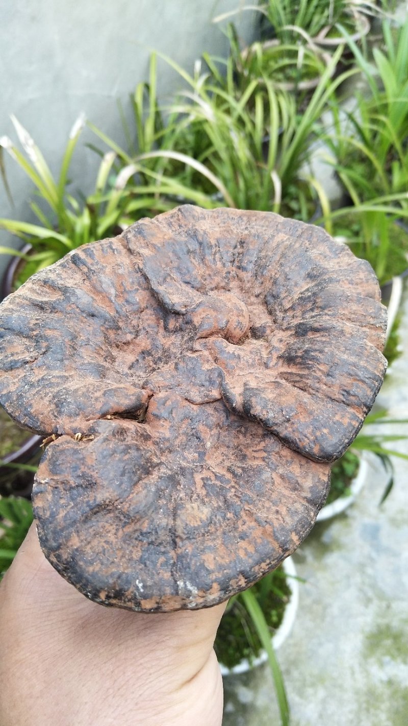 神秘湘西乌龙山野生灵芝