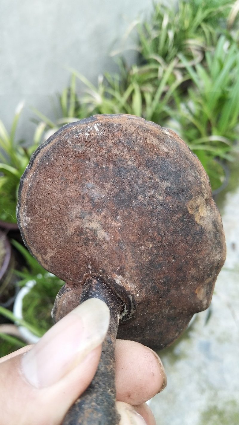 神秘湘西乌龙山野生灵芝