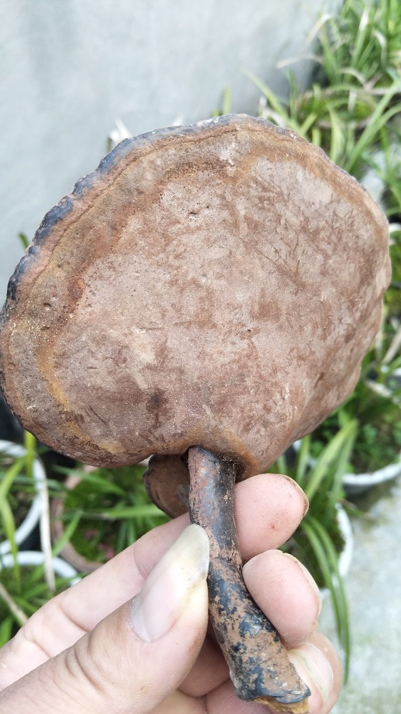 神秘湘西乌龙山野生灵芝