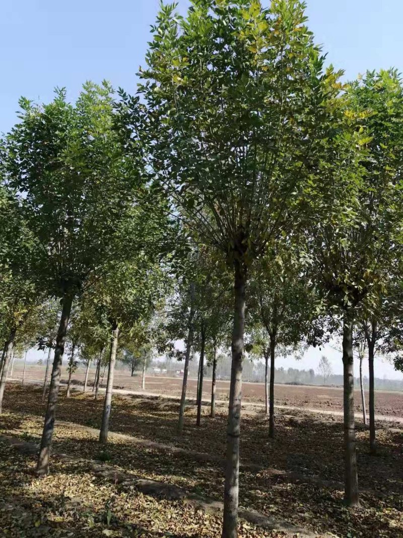 白蜡5公分以上规格齐全产地直销量大从优全国发货