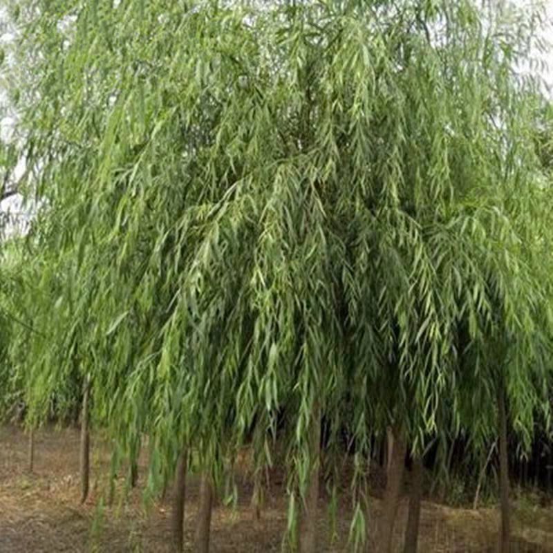 垂柳树苗垂柳树苗垂杨柳树苗垂柳苗垂柳树苗柳树小苗