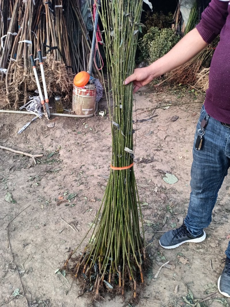 垂柳树苗垂柳树苗垂杨柳树苗垂柳苗垂柳树苗柳树小苗