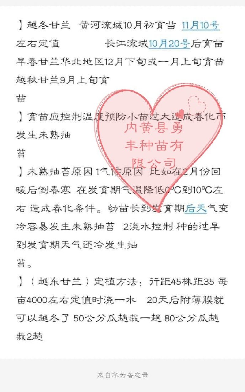 甘兰苗越冬甘蓝苗韩绿甘蓝苗代育甘蓝苗