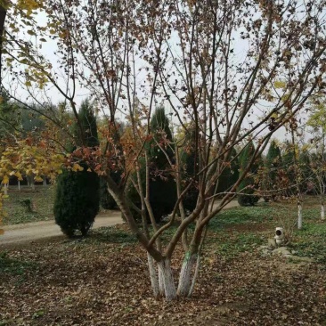 丛生五角枫，千亩种植基地，规格齐全