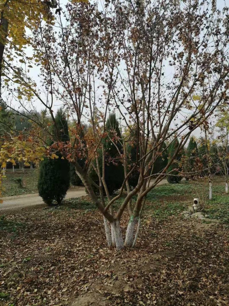 丛生五角枫，千亩种植基地，规格齐全