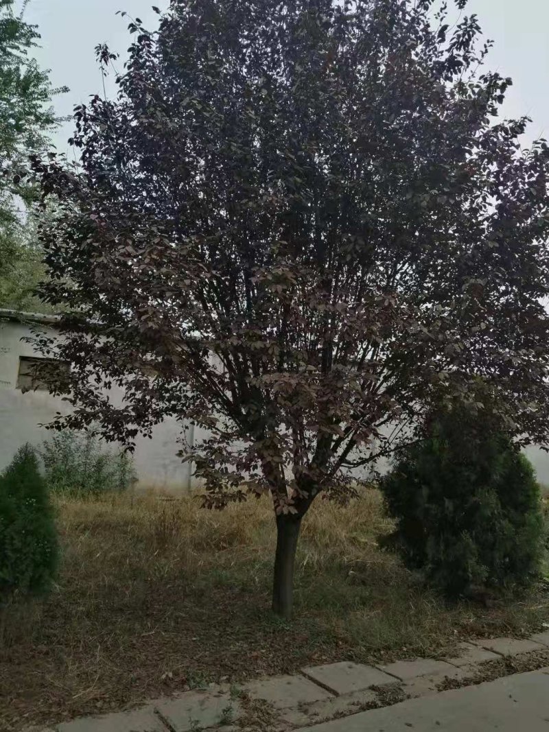 丛生五角枫，千亩种植基地，规格齐全