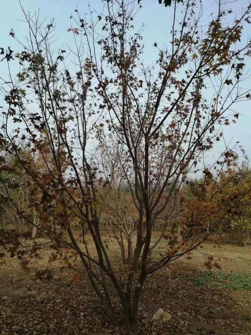 丛生五角枫，千亩种植基地，规格齐全