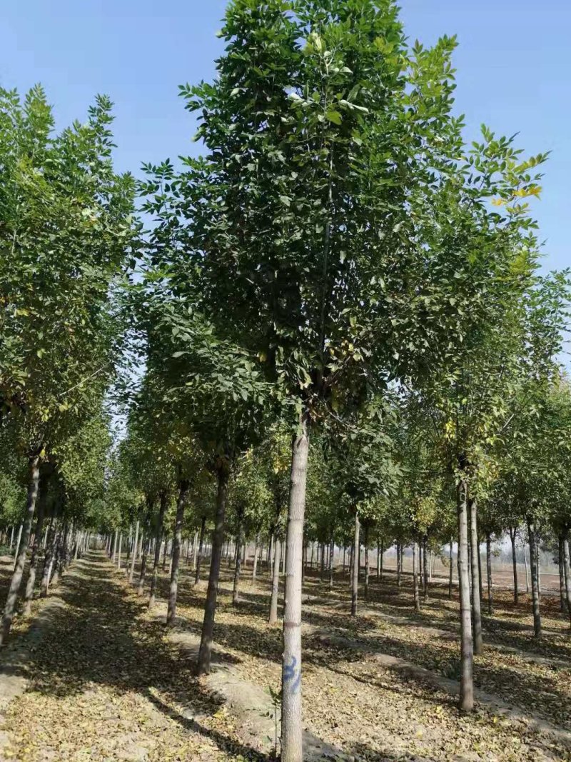 丛生五角枫，千亩种植基地，规格齐全