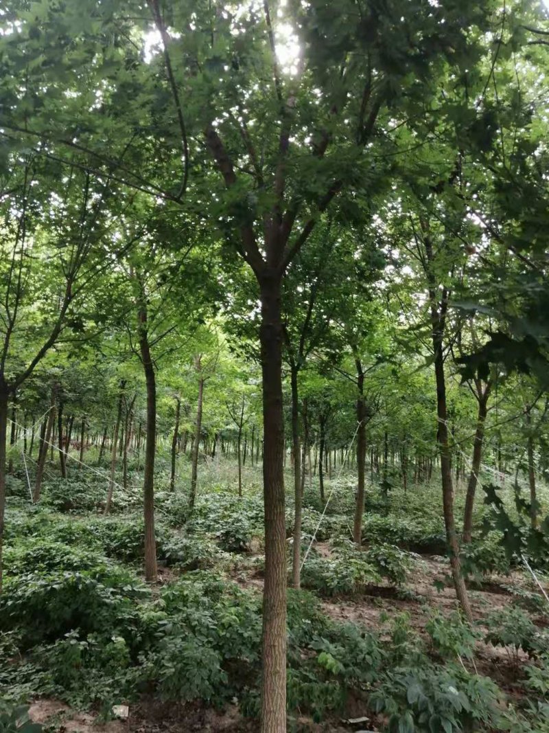 丛生五角枫，千亩种植基地，规格齐全