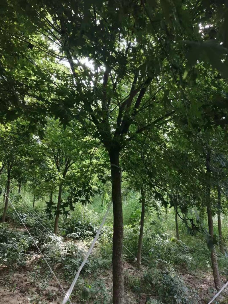 丛生五角枫，千亩种植基地，规格齐全