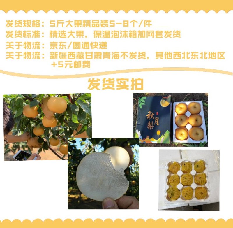 山东秋月梨