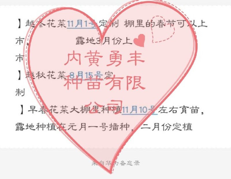 代育耐寒优秀西兰花苗加工费1毛一颗