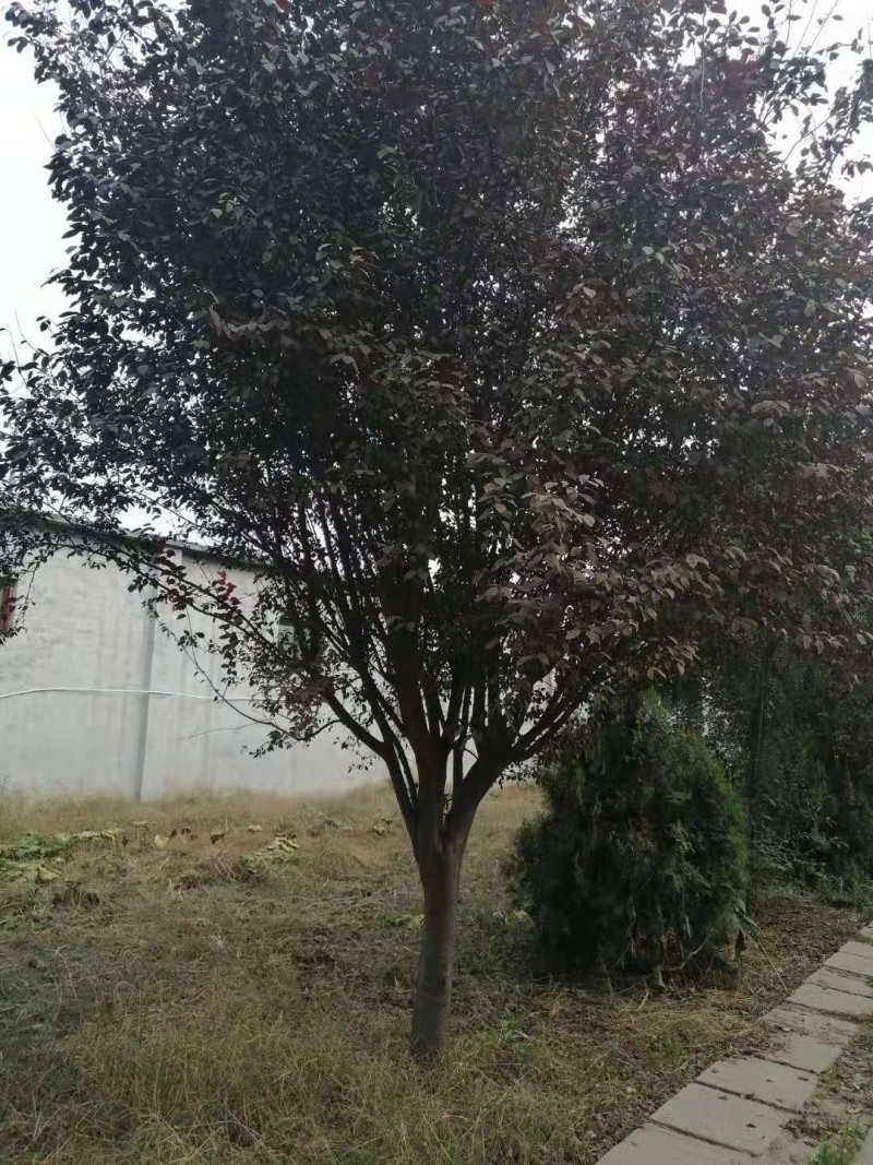 五角枫规格齐全，种植基地直发诚信经营全国发货