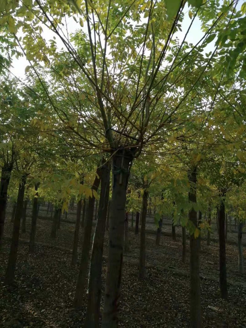 五角枫规格齐全，种植基地直发诚信经营全国发货