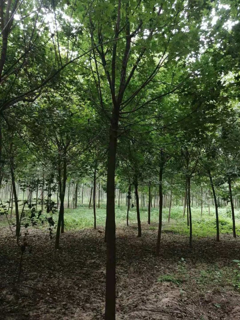 五角枫规格齐全，种植基地直发诚信经营全国发货