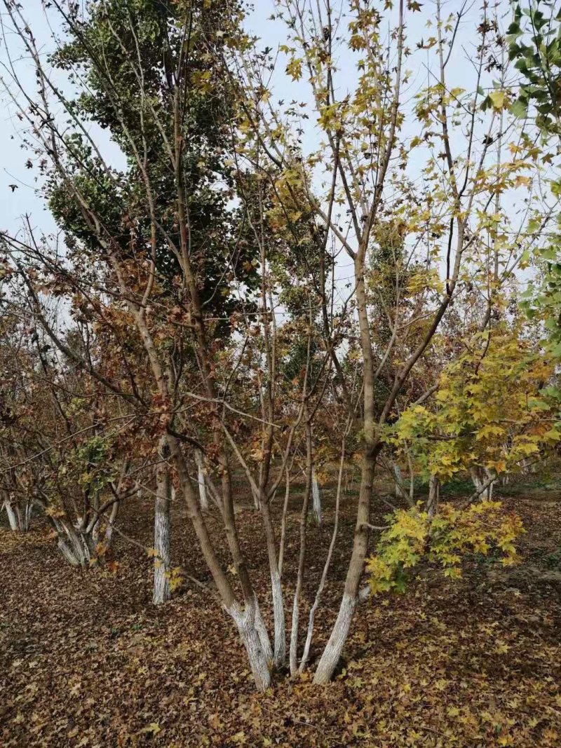 五角枫规格齐全，种植基地直发诚信经营全国发货
