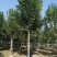 五角枫规格齐全，种植基地直发诚信经营全国发货